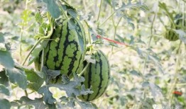 最近网红吃瓜大事件,揭秘娱乐圈最新热点背后的真相